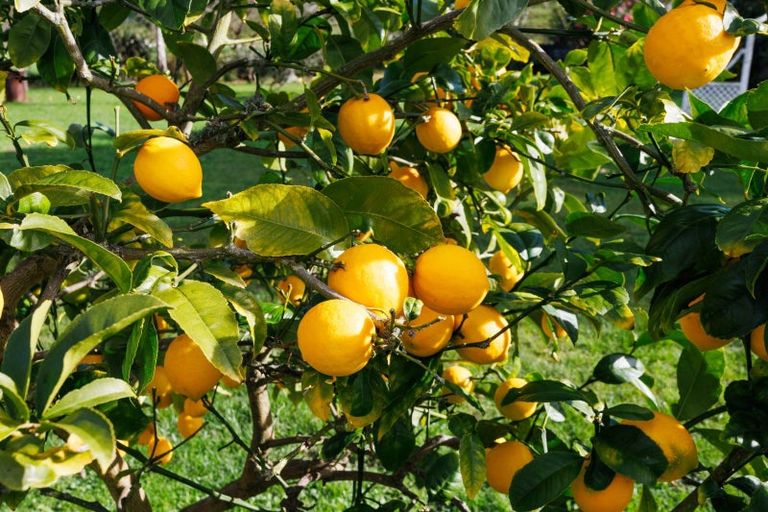 Photo of property in 175 Oxford Street, Ashhurst, 4810