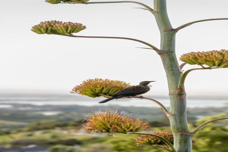 Photo of property in 290 Minden Road, Minden, Tauranga, 3176