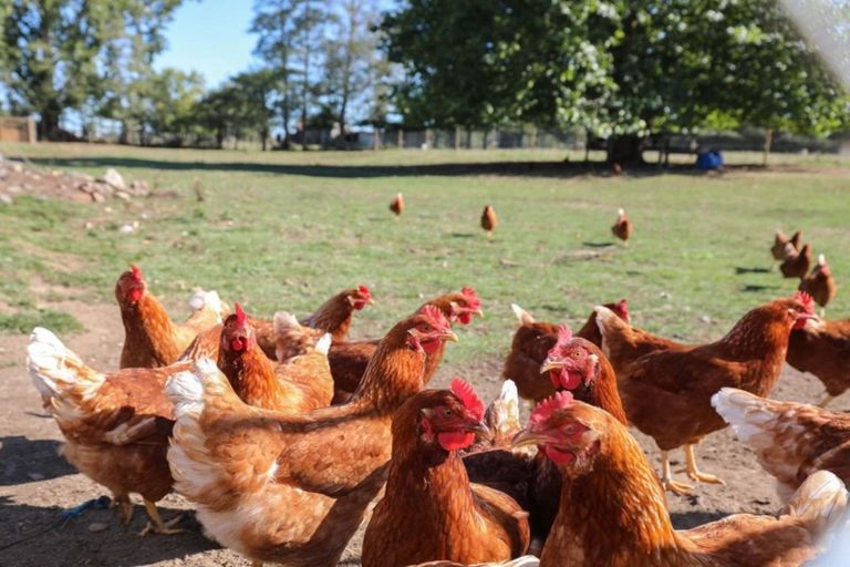 Photo of property in 151 Seddon Road, Waitoa, Te Aroha, 3393