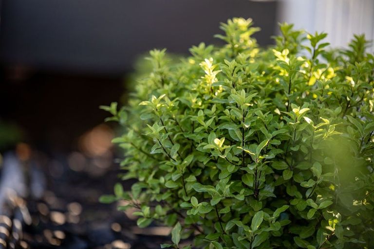 Photo of property in 16 Norman Street, Nawton, Hamilton, 3200