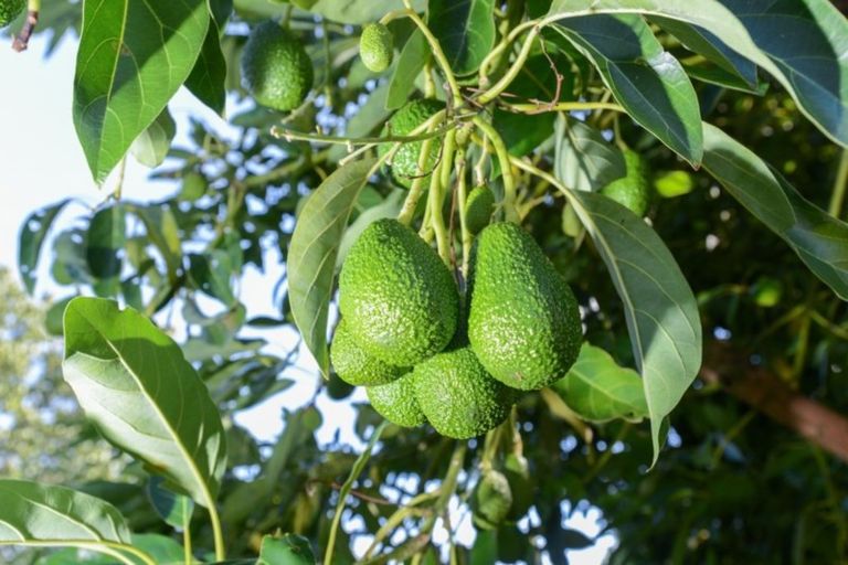 Photo of property in 8 Grey Street, Frasertown, Wairoa, 4193