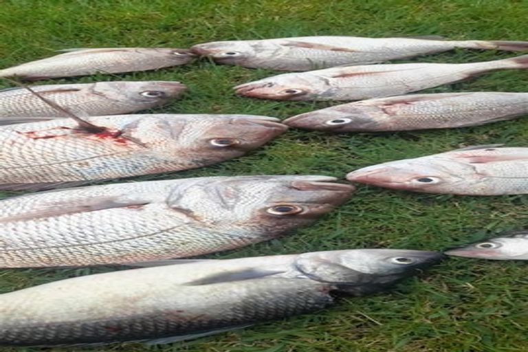 Photo of property in 42 Owai Avenue, Helena Bay, Hikurangi, 0184