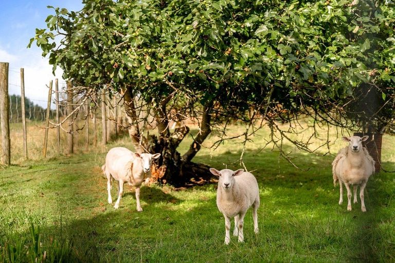 Photo of property in 763 White Pine Bush Road, White Pine Bush, Whakatane, 3191