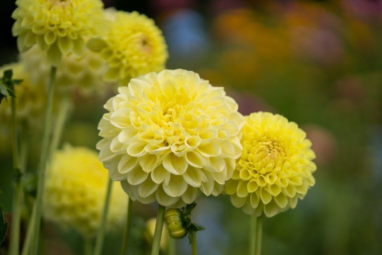 Photo of property in 5/191 Racecourse Road, Cambridge, 3493