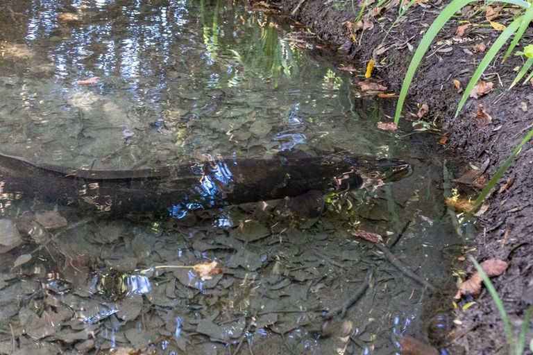 Photo of property in 120 Mills And Ford Road East, Grovetown, Blenheim, 7273