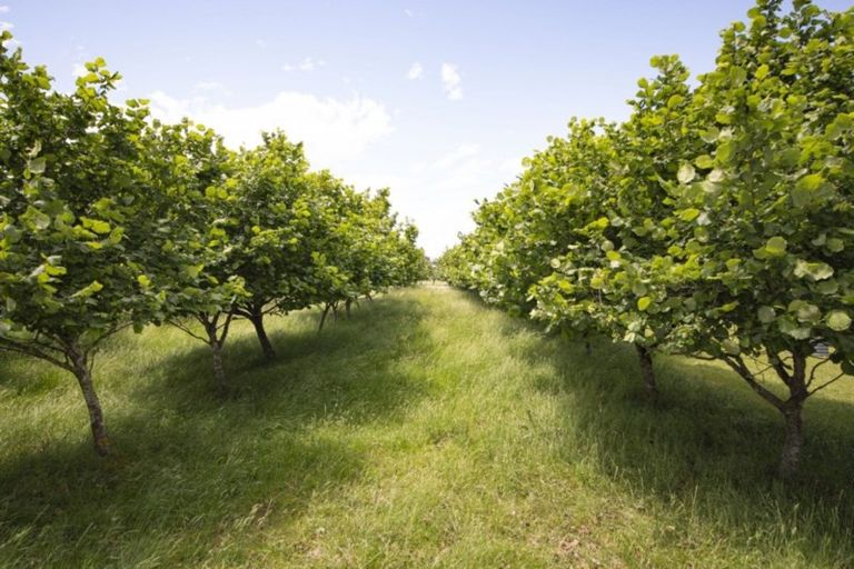 Photo of property in 120 Summerleaze Road, Pareora West, Timaru, 7971