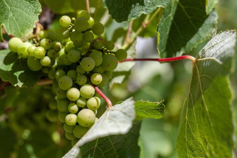 Photo of property in 7 Kawau Grove, Waikanae Beach, Waikanae, 5036