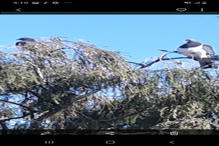 Photo of property in 184 Parapara Rd (state Highway 4), Raetihi, Whanganui, 4573