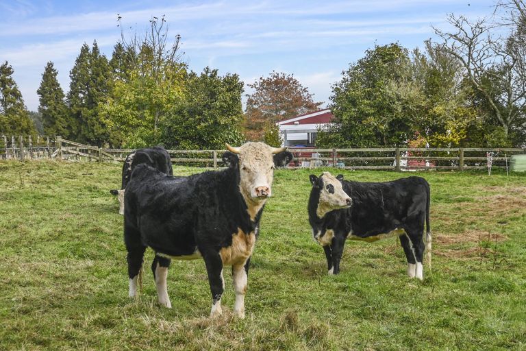 Photo of property in 18 Old State Mill Road, Mamaku, 3020