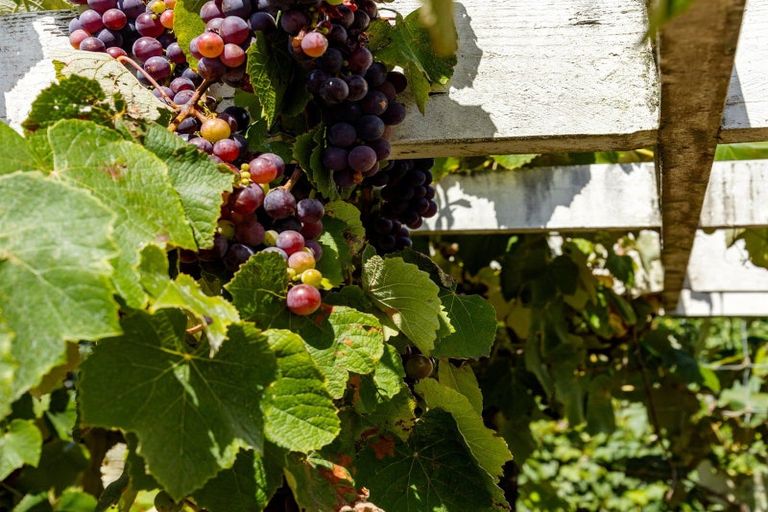 Photo of property in 3 Maynard Place, Temple View, Hamilton, 3218