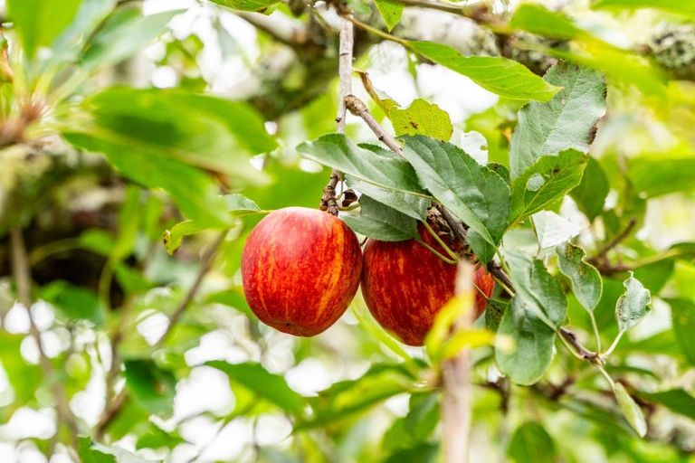 Photo of property in 174 Whatitiri Road, Maungatapere, Whangarei, 0179