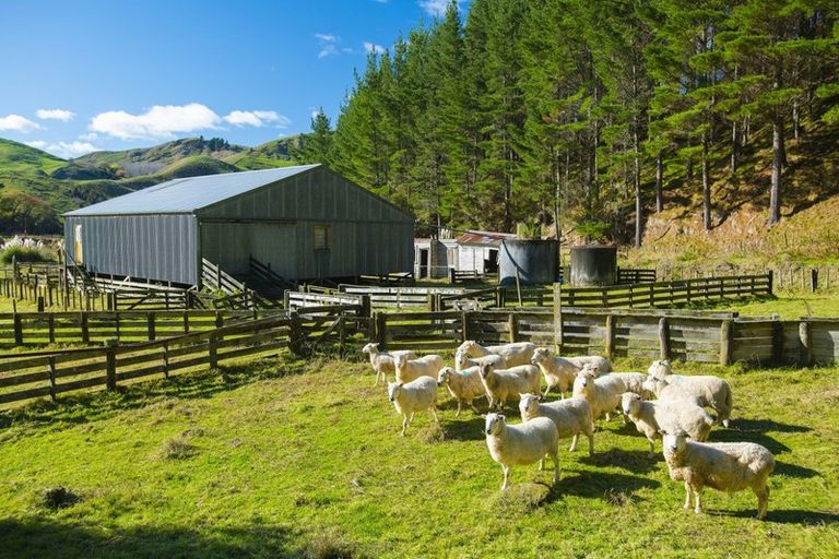 Photo of property in 1247 Wharekopae Road, Ngatapa, Gisborne, 4072