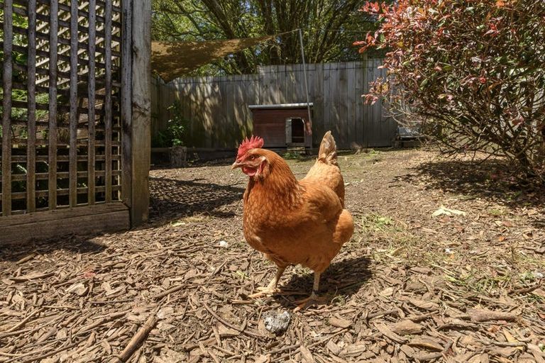 Photo of property in 928 Omanawa Road, Omanawa, Tauranga, 3171