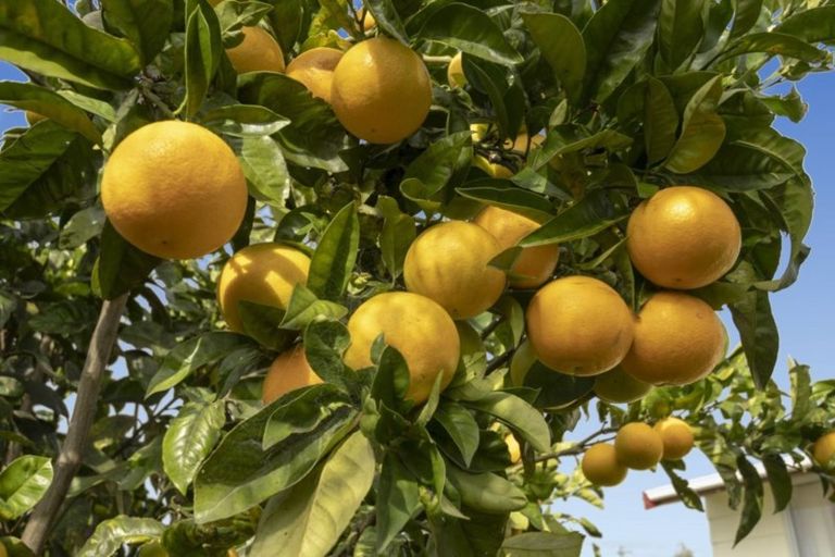 Photo of property in 7b Mahina Place, Mount Maunganui, 3116