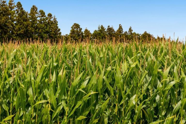 Photo of property in 76 Bell Road, Papamoa, 3187