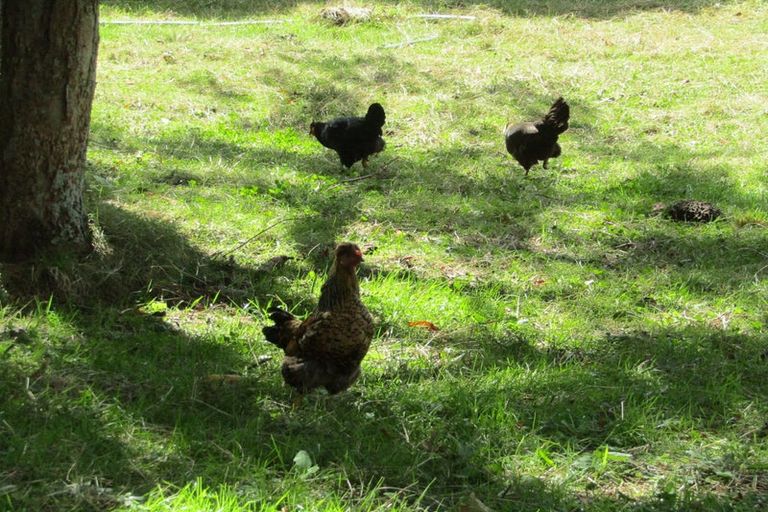 Photo of property in 452 Holland Road, Eureka, Hamilton, 3286