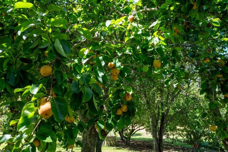 Photo of property in 202 Ngamotu Road, Rerewhakaaitu, Rotorua, 3073