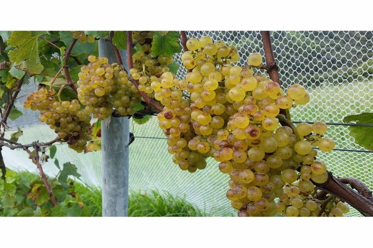 Photo of property in 142 Te Kowhai Point Road, Kerikeri, 0294