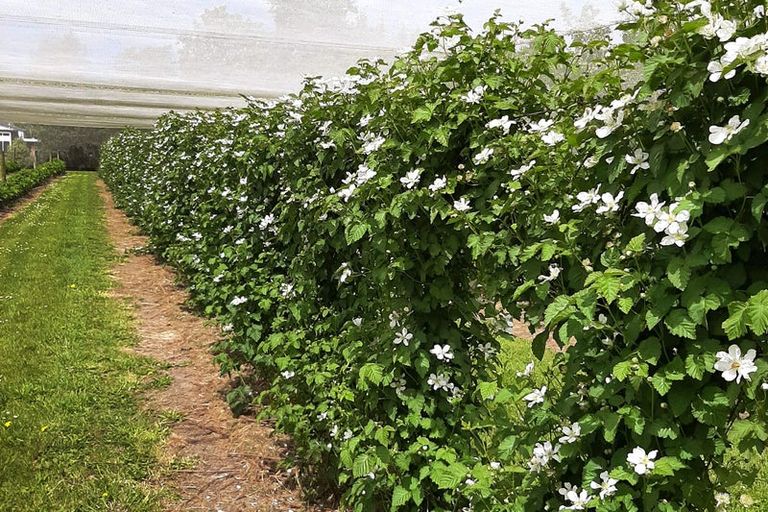 Photo of property in 82 Tollemache Road East, Longlands, Hastings, 4122