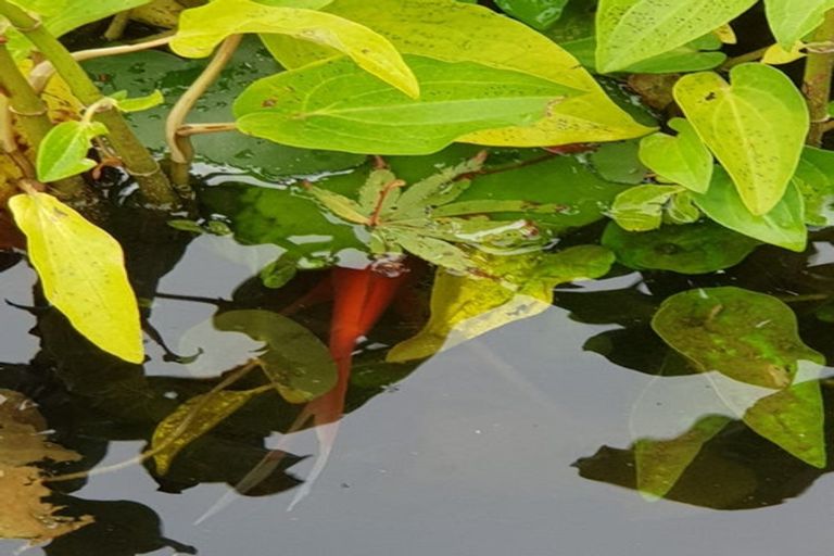 Photo of property in 26 Alfredton Road, Eketahuna, 4900