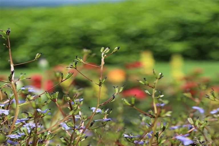 Photo of property in 145 Hall Road, Rangiriri, Te Kauwhata, 3782