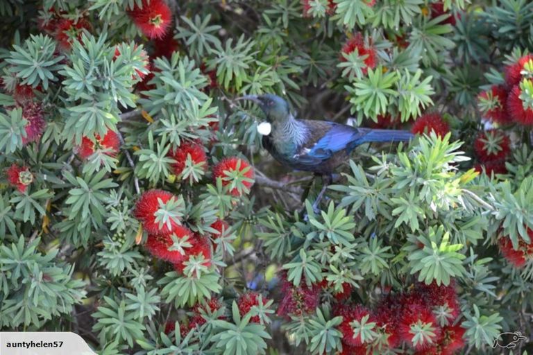 Photo of property in 103 Campbell Street, Thames, 3500