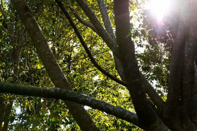 Photo of property in 80 Koutunui Road, Athenree, Katikati, 3177