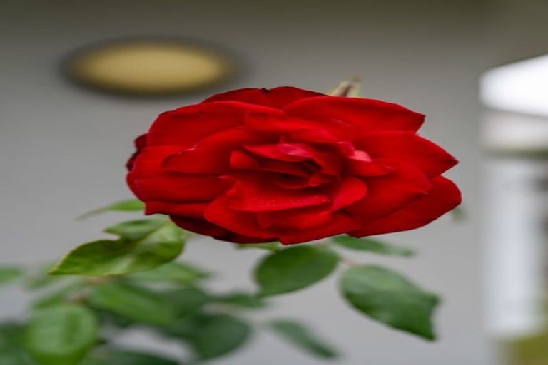 Photo of property in 122a Tennyson Street, Leamington, Cambridge, 3432