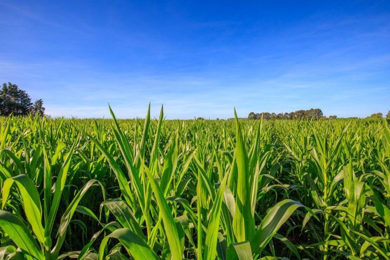 Photo of property in 414 Naughton Road, Kerrytown, Timaru, 7975