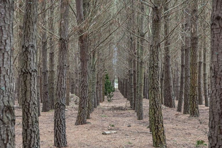 Photo of property in 110 Worlingham Road, Eyrewell, Rangiora, 7476