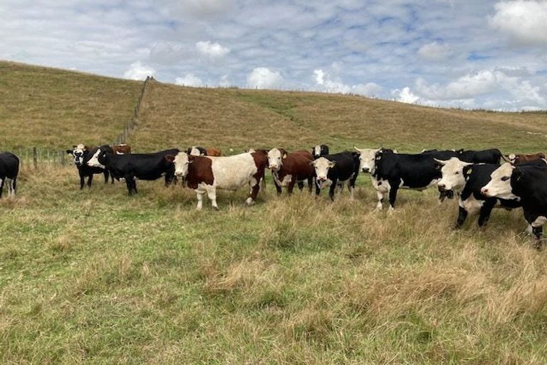 Photo of property in 113c Marua Road, Hikurangi, 0181