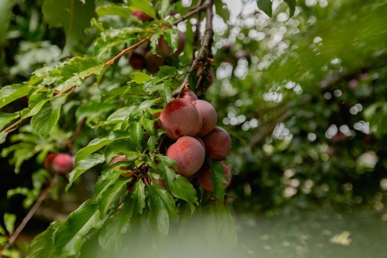 Photo of property in 17a Judea Road, Judea, Tauranga, 3110