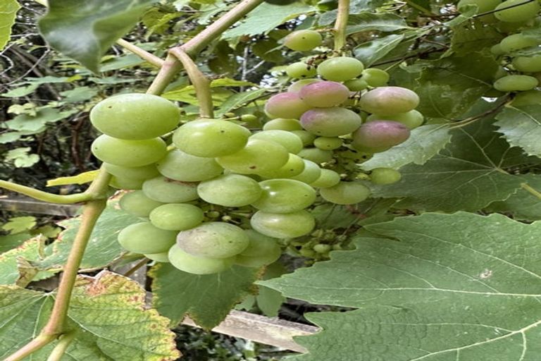 Photo of property in 44 Golf Road, Wakefield, 7025