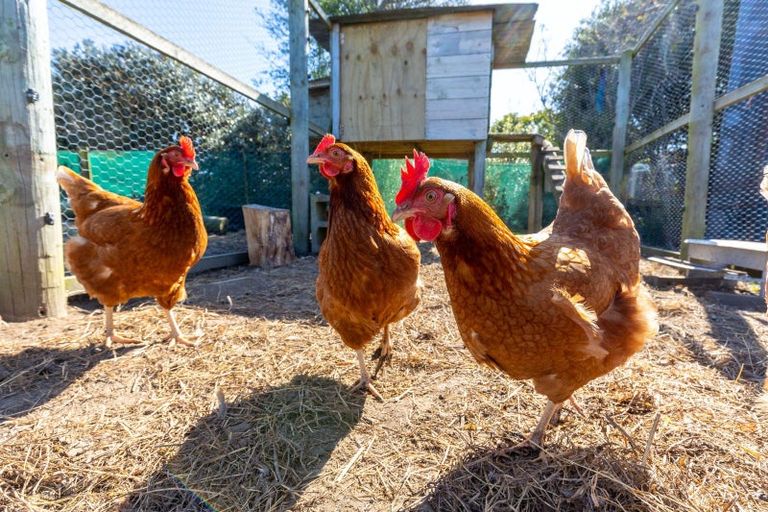 Photo of property in 63 Tachalls Road, Ward, Seddon, 7285