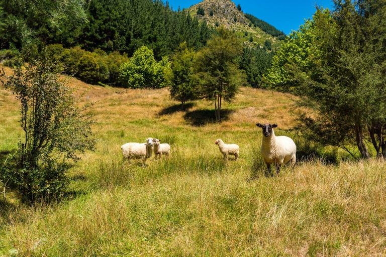 Photo of property in 90 Tapps Road, Canvastown, Havelock, 7178