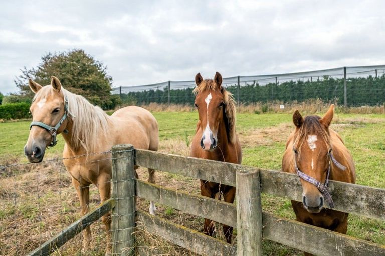 Photo of property in 193 Kerrytown Road, Kerrytown, Timaru, 7975