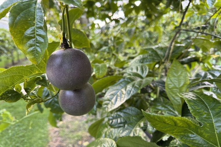 Photo of property in 241 Rea Road, Tahawai, Katikati, 3178