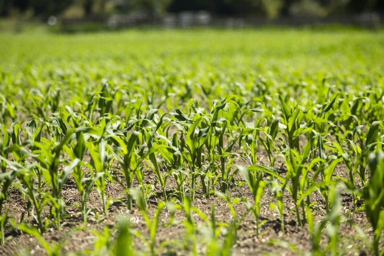 Photo of property in 622 Lavenham Road, Waituhi, Gisborne, 4072