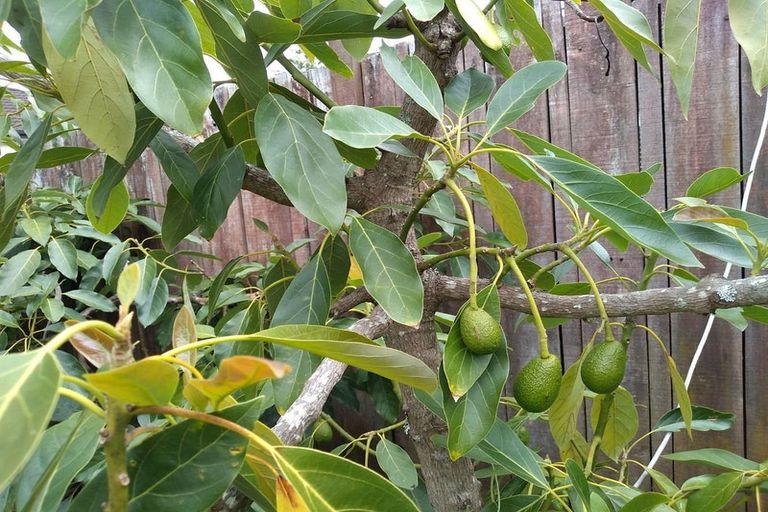 Photo of property in 10 Citation Way, Botany Downs, Auckland, 2010