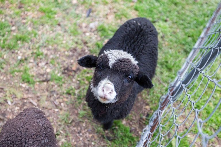 Photo of property in 161 Mckays Road, West Melton, Christchurch, 7671