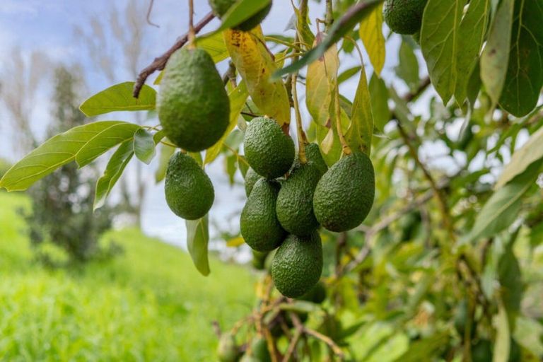 Photo of property in 36a Crawford Road, Minden, Tauranga, 3171