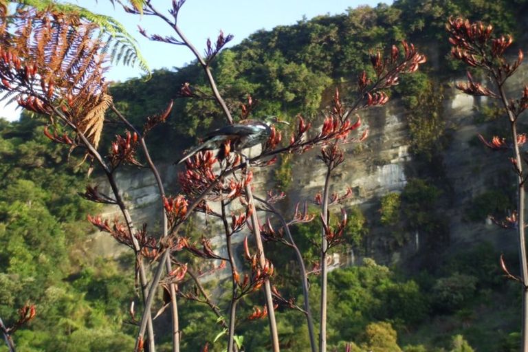 Photo of property in 61 Glasseye Drive, Little Wanganui, Karamea, 7893