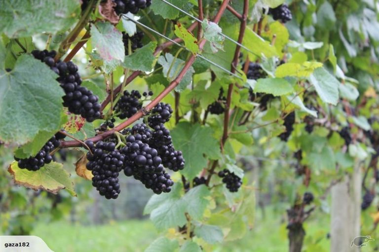 Photo of property in 18 Ivy Lane, Ohau, Levin, 5570