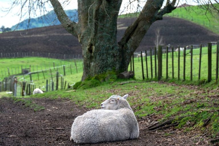 Photo of property in 1029 Kaahu Road, Whakamaru, Mangakino, 3492