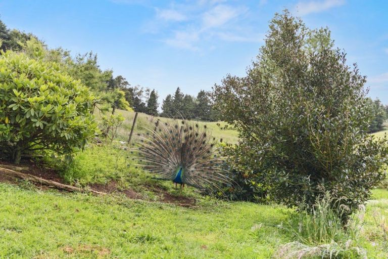 Photo of property in 488 Tapuwae Road, Maniaiti / Benneydale, Te Kuiti, 3987