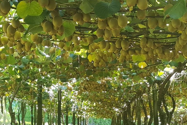 Photo of property in 6a Woodland Road, Tahawai, Katikati, 3170