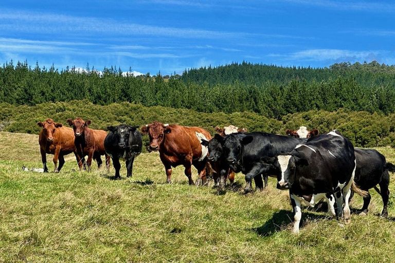 Photo of property in 397 Tuparoa Road, Ruatoria, 4082