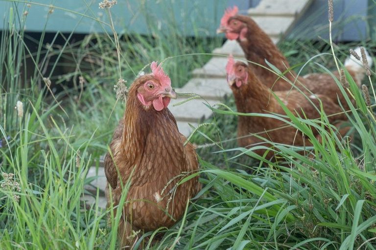 Photo of property in 50b Paul Road, Whenuakite, Whitianga, 3591