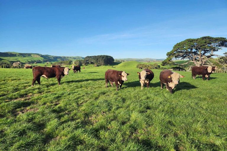 Photo of property in 899 Te Akau Road, Te Akau, Ngaruawahia, 3793