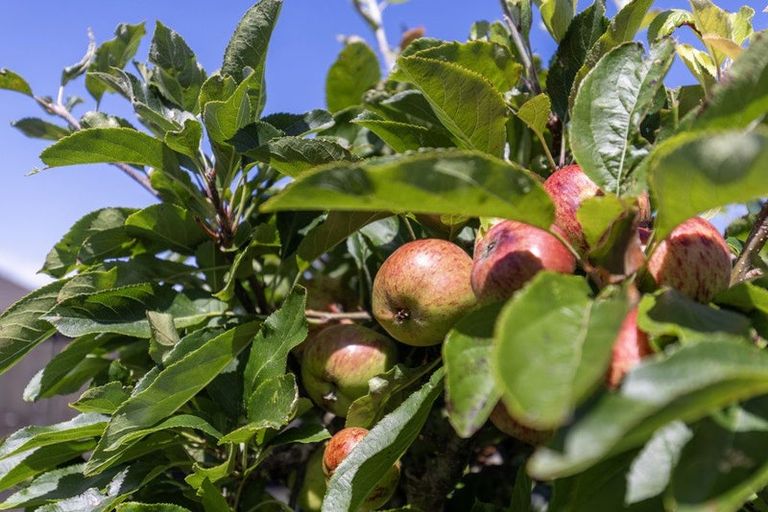 Photo of property in 7 Manhattan Court, Paraparaumu Beach, Paraparaumu, 5032